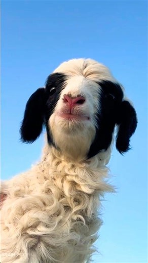 Magic Milas Block to restore sheep's strength! 😍