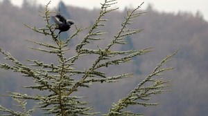 Butterfly, Wings, Flowers