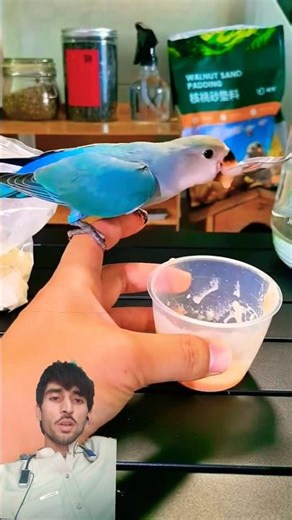 A day in the life of a parrot owner with an unweaned lovebird #pet #birds #parrots#lovebirds