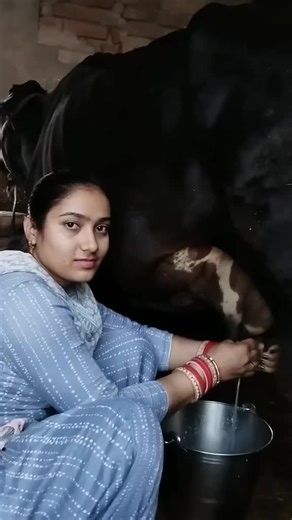 Milking a Cow: Traditional Techniques in Rural Settings