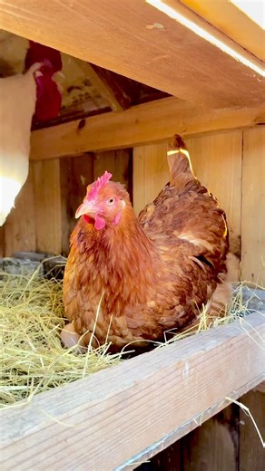 Understanding Rooster Behavior in Backyard Chickens