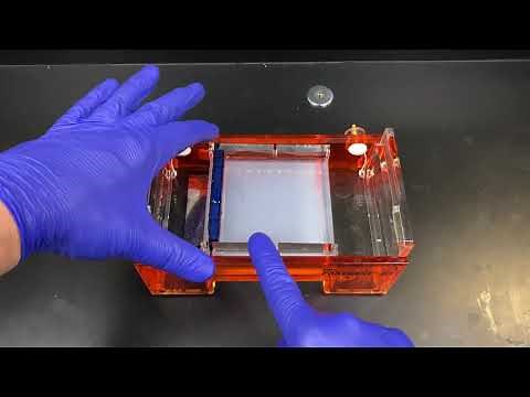 Agarose Gel Electrophoresis
