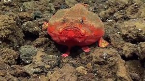 150K views · 4.2K reactions | What if a frog and a fish had a baby?...