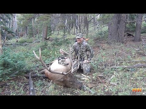 Colorado Archery Elk Hunt - Call 'em to Your Toes! 5x6 Heart-Shot