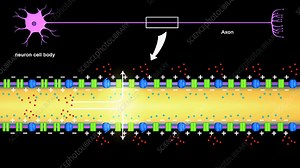 Nerve impulse propagation, animation - Stock Video Clip - K004/3288