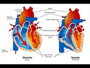 Heart Anatomy & Physiology | Cardiac Cycle Phases & Conduction System Explained