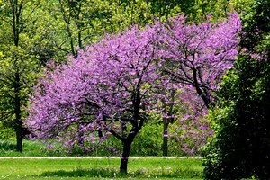 Connecticut Native Trees: Benefits, Selection & Care