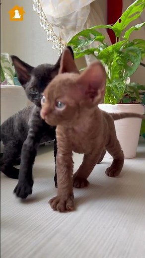 Differences Between Male and Female Cats | Is It a Male or Female Kitten? | Pets Guideline