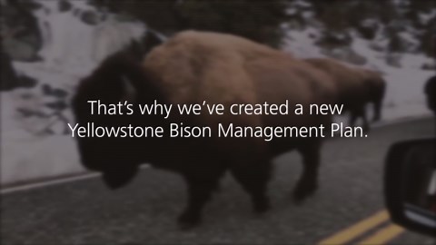 Bison Management - Yellowstone National Park (U.S. National Park Service)