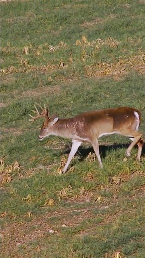 Pulled the trigger on this mature brute during Missouri's late alternative-weapons season