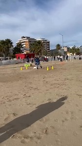 45K views · 1.4K reactions | First Jack Russell reunion at the Hotel...