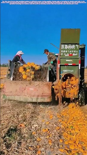 Pumpkin Seed Harvesting: The Genius Way Farmers Process Overripe Pumpkins