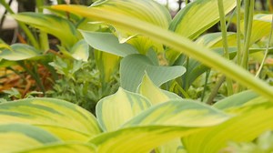 4.3K views · 234 reactions | Last year, George split Hosta ‘June’ and decided to replant in an area where there is lovely early season colour but nothing later on. George revisits his handiwork. | Beechgrove Garden | Facebook