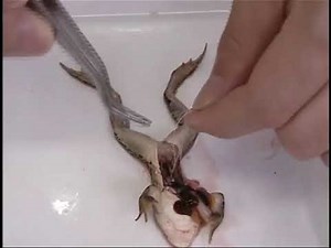 生物動画37 神経･筋標本