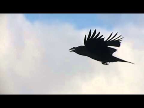 Raven flight in slow motion filmed on iPhone 5s