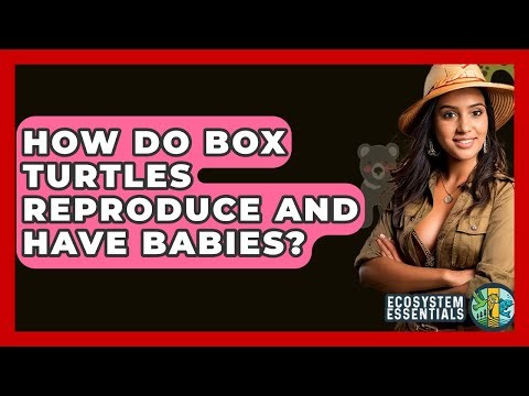 How Do Box Turtles Reproduce And Have Babies? - Ecosystem Essentials