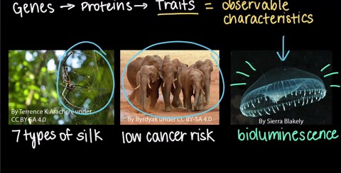 Genes, proteins, and traits