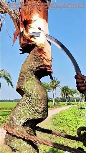 Palm Harvest: Tapping into Nature's Sweet Liquid Treasure