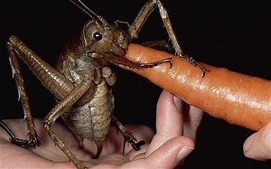 What is the Biggest Insect in the World?