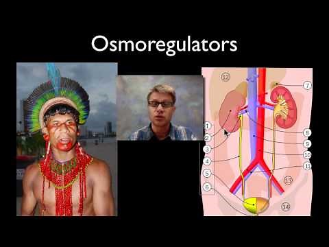 Osmoregulation