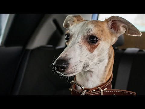 How To Train Your Whippet Puppy: A Step-by-Step Guide