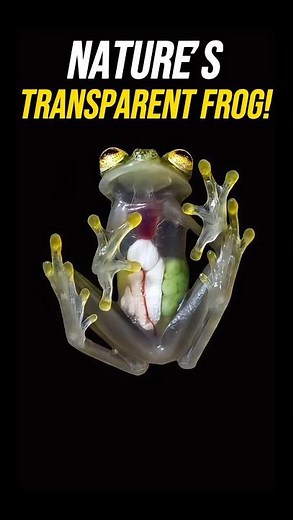 The Amazing Glass Frog: Nature’s Transparent Marvel