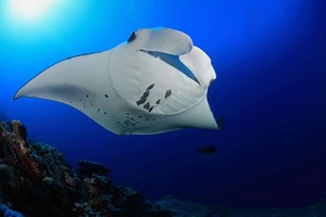 Tried and Tested: The 6 Best Manta Ray Night Snorkel (or Dive) in Kona - The Hawaii Vacation Guide