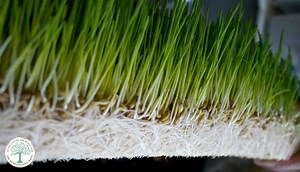 How to Grow Fodder to Feed Chickens, Ducks, and Rabbits