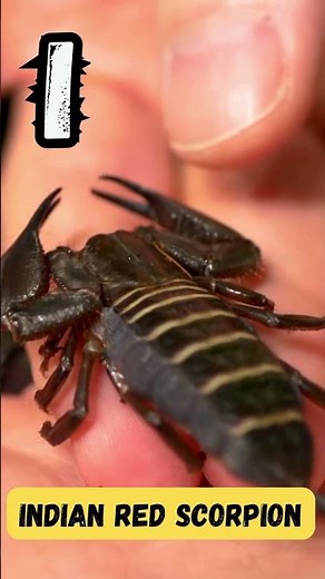 🦋🐜 ABC Insects Song for Kids | A to Z Bug Phonics & Learning | UZR Learning #abcd #shorts