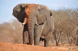 What Different Colors Are Elephants?