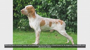 Bracco Italiano: Pros and Cons of This Elegant Hunting Dog