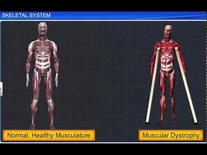 CBSE Class 11 Biology || Skeletal System