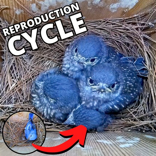 288K views · 5.6K reactions | A magical journey from nest building to chicks fledging  Nature at its best 殺 | Nest Box Live | Facebook