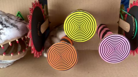 I built a crazy hamster maze with traps and obstacles