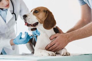 How to Give a Dog a Shot Under the Skin - Subcutaneous Injections