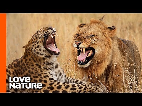 Leopard vs. Lion: A Hunter Becomes the Hunted