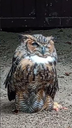 Eulen: Meister der Nacht und Tarnung