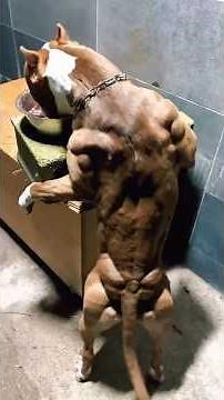 This Might Be The Most Jacked Dog Ever!