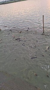 Fish 🐟fish🐟fish🐟fish🐟#fish #fishing #village #FishingTrip | Unity Farm