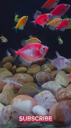 Bright Glowfish in Crystal Tank ✨