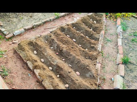 Complete Potato Planting Guide: Soil Prep, Spacing, and Care Tips