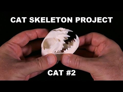 Cat Skeleton Project Cat#2 / Skull, Teeth, Long Bones / Articulation Kitten Pet Anatomy Veterinary