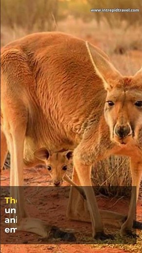 Uluru Kata Tjuta National Park, Northern Territory