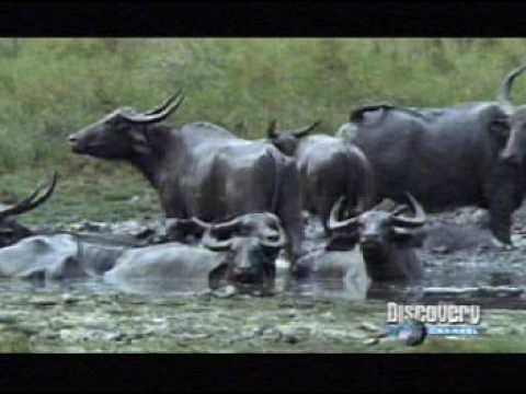 Asia Salvaje. Documental. Discovery Channel