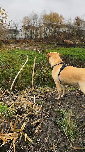 Z Bazylem nie ma żartów 🙈 🐾 Labrador retriever • śmieszny filmik • piesek • vlog • psi vlog • śmieszne rolki • viral • zabawa | Bazylthelab
