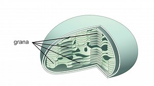 Leaf's epidermis, mesophyll, and coloration explained | Britannica