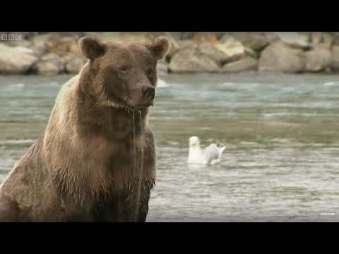 Grizzly Bears Go Hunting | Deadly 60 | BBC Earth