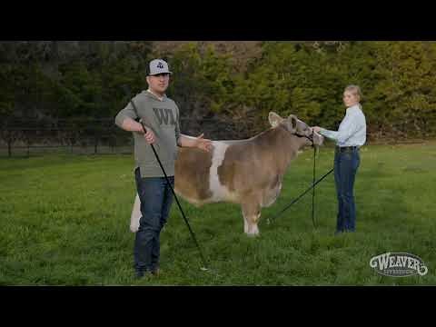 Showmanship: How To Hold A Show Stick