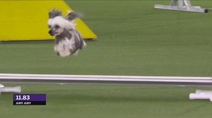 Judy Judy, a Chinese Crested, completed the Masters Agility Finals Course in only 42.64 seconds! Want to learn more about Agility and the Masters Agility Championship at Westminster? Check out our website: https://www.westminsterkennelclub.org/masters-agility-championship | Westminster Kennel Club Dog Show