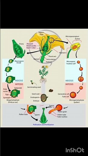 Angiosperm plant life cycle|| #biology 10th Biology 🧫